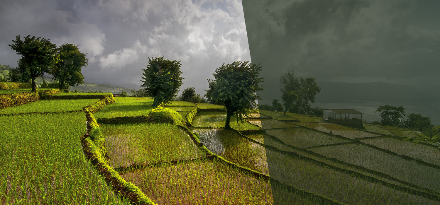 Terrace rice fields at Koynanagar, Maharashtra, India